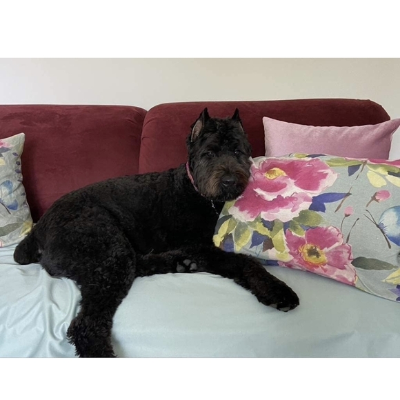 PawPad Waterproof Protective Cover Blanket  Bed, Couch, Chair, Queen Size - Picture 7 of 12